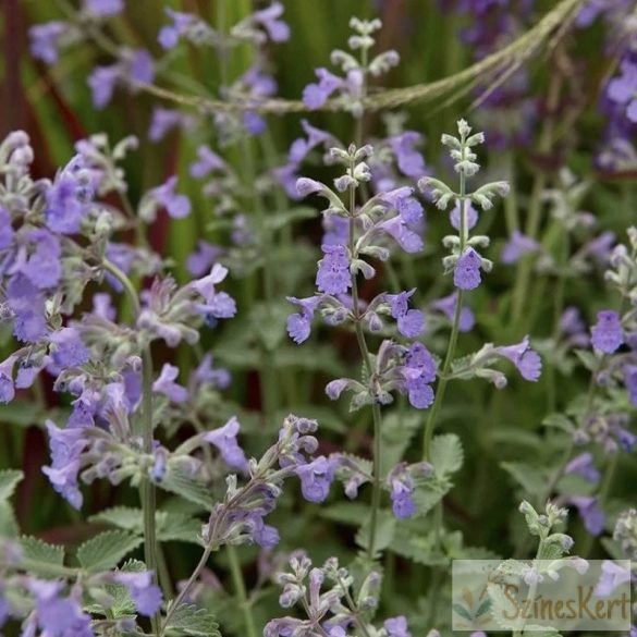 Nepeta x faassenii 'Six Hills Giant' – kerti macskamenta