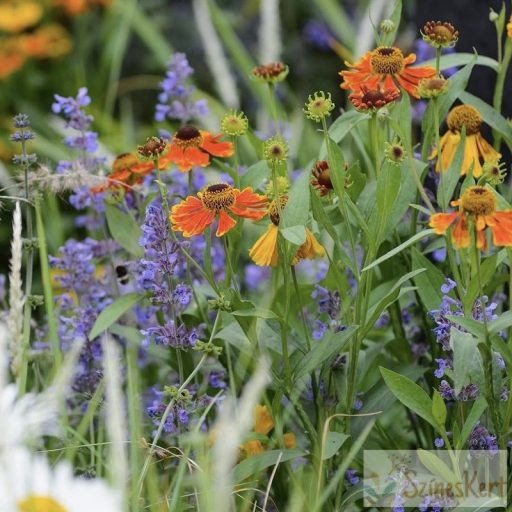 Nepeta x faassenii 'Six Hills Giant' – kerti macskamenta