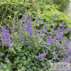 Nepeta racemosa – kaukázusi macskamenta