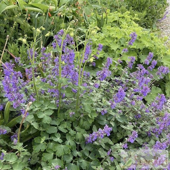 Nepeta racemosa – kaukázusi macskamenta