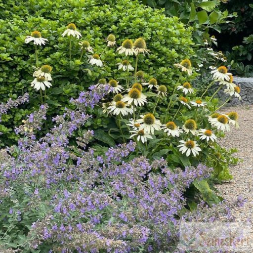 Nepeta racemosa – kaukázusi macskamenta