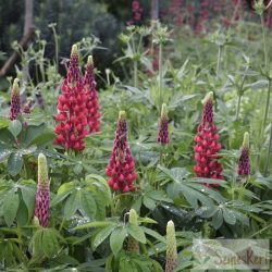 Lupinus 'The Pages' - csillagfürt