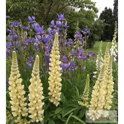 Lupinus 'Chandelier' - csillagfürt