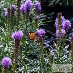 Liatris spicata ‘Kobold’ – füzéres díszcsorba