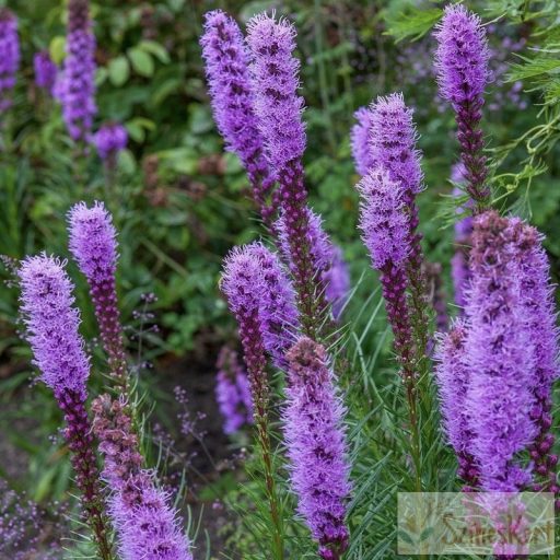 Liatris spicata ‘Kobold’ – füzéres díszcsorba