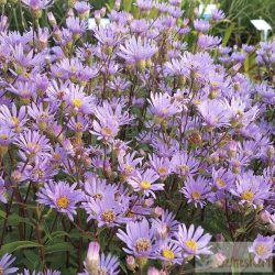 Aster radula 'August Sky' - érdes őszirózsa