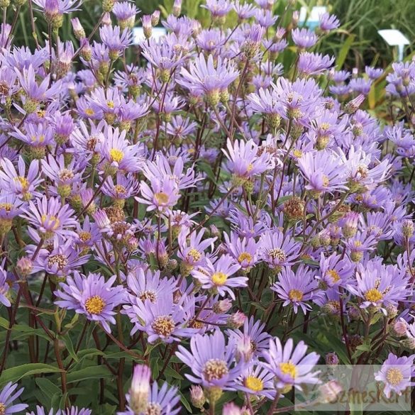 Aster radula 'August Sky' - érdes őszirózsa