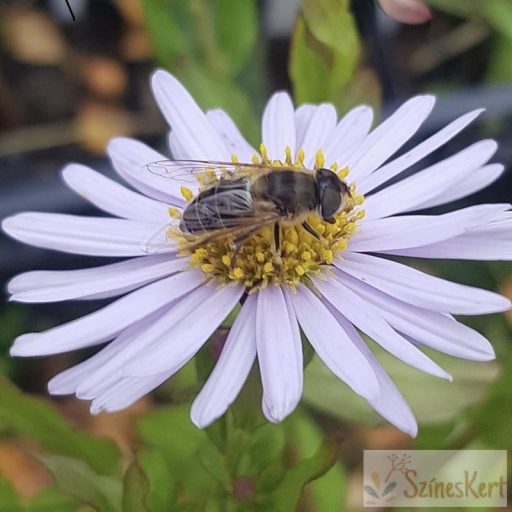 Kalimeris incisa 'Madiva' - kalimerisz