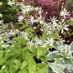   Aster divaricatus 'Eastern Star' - ernyős őszirózsa