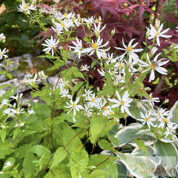 Aster divaricatus 'Eastern Star' - ernyős őszirózsa