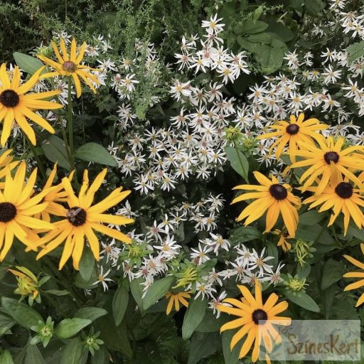 Aster divaricatus 'Eastern Star' - ernyős őszirózsa