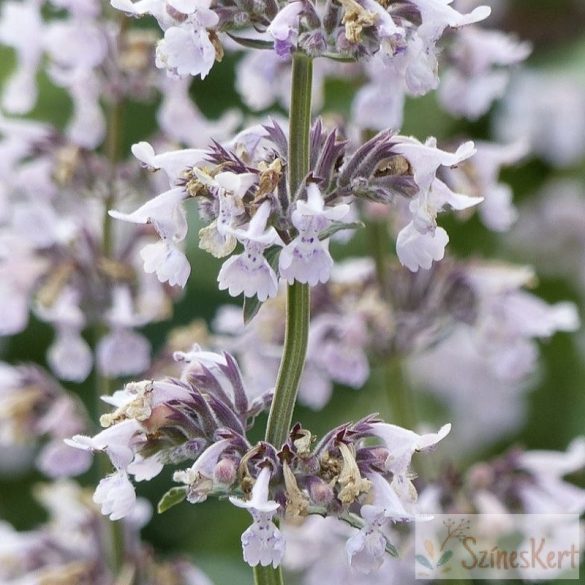 Nepeta racemosa 'Amelia' - rózsaszín macskamenta