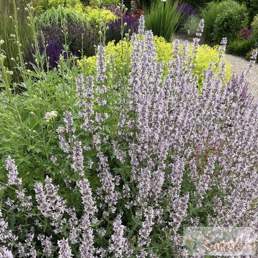 Nepeta racemosa 'Amelia' - rózsaszín macskamenta