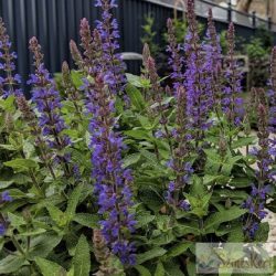 Salvia nemorosa 'Blue Bouquetta' - ligeti zsálya