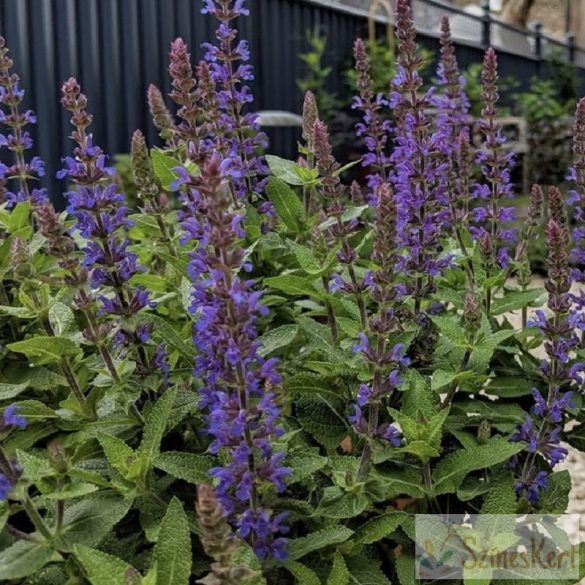 Salvia nemorosa 'Blue Bouquetta' - ligeti zsálya