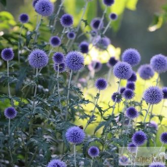   Echinops ritro 'Veitch's Blue' - sötétkék szamárkenyér