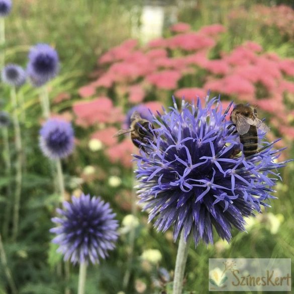 Echinops ritro 'Veitch's Blue' - sötétkék szamárkenyér