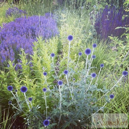 Echinops ritro 'Veitch's Blue' - sötétkék szamárkenyér