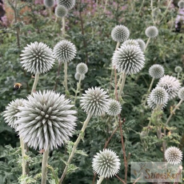 Echinops bannaticus 'Star Frost - szamárkenyér