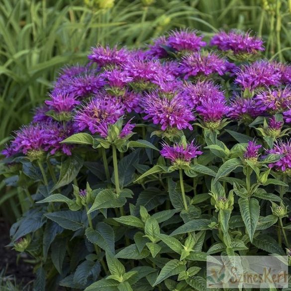 Monarda didyma ‘Purple Lace’ – méhbalzsam