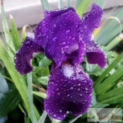   Iris germanica 'Eleanor Roosevelt' - kerti nőszirom