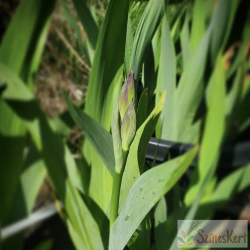 Iris germanica 'Eleanor Roosevelt' - kerti nőszirom