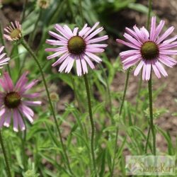   Echinacea tennesseensis 'Rocky Top' - tennessee kasvirág