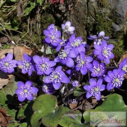 Hepatica nobilis - nemes májvirág