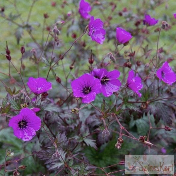 Geranium 'Dark Eyes' - gólyaorr