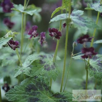 Geranium phaeum 'Samobor' - fodros gólyaorr