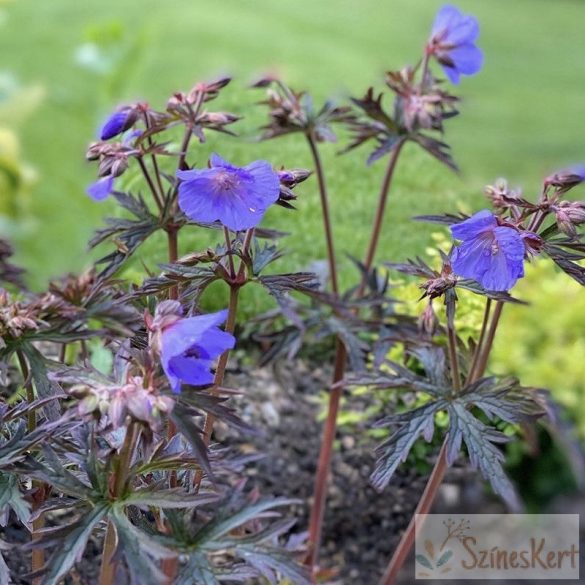 Geranium pratense 'Dark Reiter' - gólyaorr