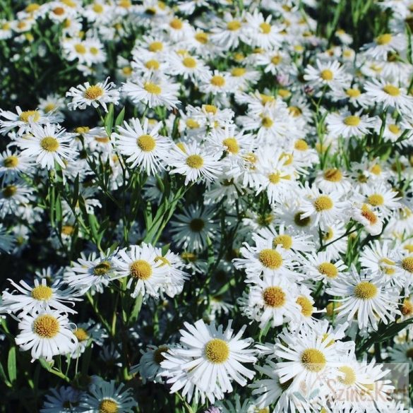 Boltonia asteroides 'Snowbank' - őszifátyol