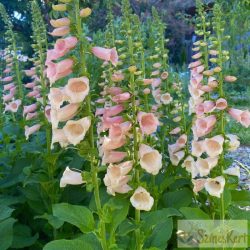   Digitalis purpurea 'Dalmatian Peach' - pettyegetett gyűszűvirág