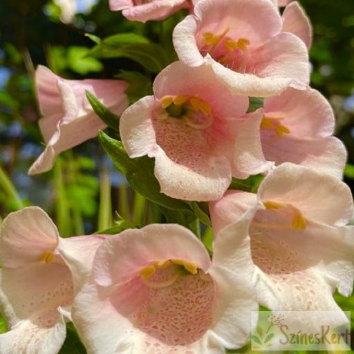 Digitalis purpurea 'Dalmatian Peach' - pettyegetett gyűszűvirág