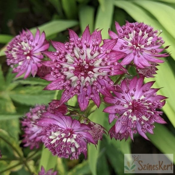 Astrantia major 'Ruby Wedding' - völgycsillag