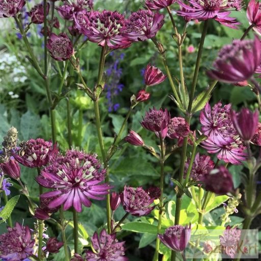 Astrantia major 'Ruby Wedding' - völgycsillag