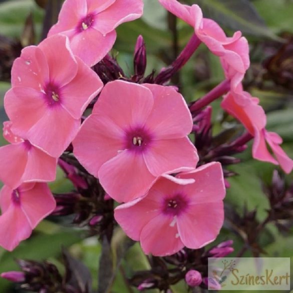 Phlox paniculata 'Sweet Summer Dream' - bugás lángvirág