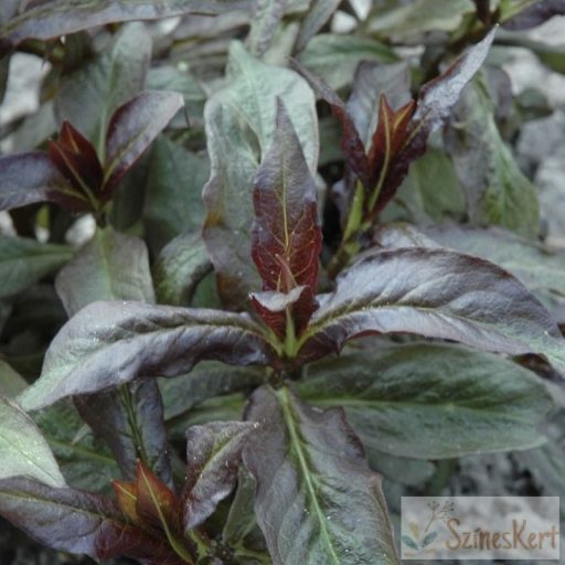 Phlox paniculata 'Sweet Summer Dream' - bugás lángvirág