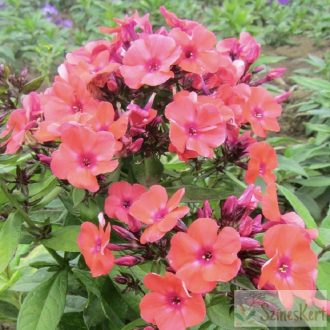   Phlox paniculata 'Orange Perfection' - bugás lángvirág