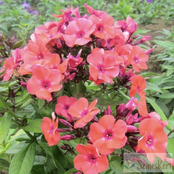 Phlox paniculata 'Orange Perfection' - bugás lángvirág