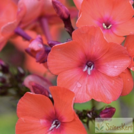 Phlox paniculata 'Orange Perfection' - bugás lángvirág