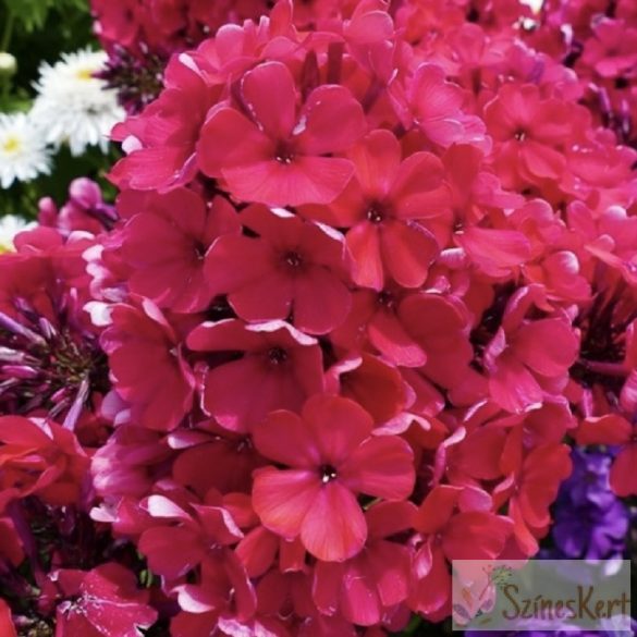 Phlox paniculata 'Starfire' - bugás lángvirág