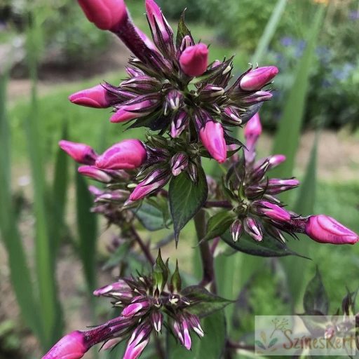 Phlox paniculata 'Starfire' - bugás lángvirág
