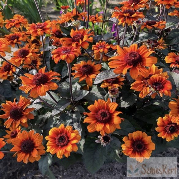 Heliopsis 'Luna Roja' - érdes napszemvirág