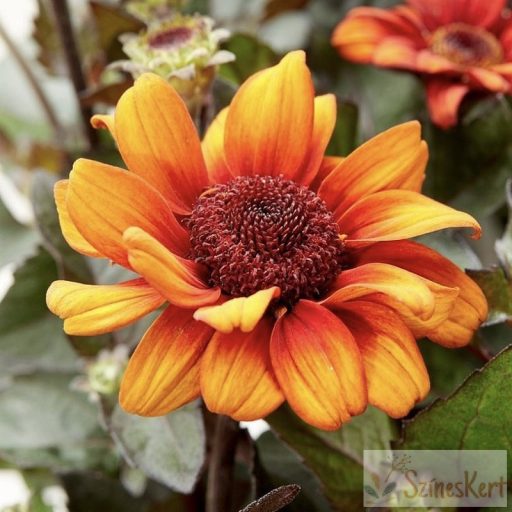 Heliopsis 'Luna Roja' - érdes napszemvirág