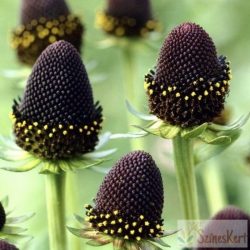   Rudbeckia occidentalis 'Green Wizard' - nyugati kúpvirág