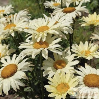   Leucanthemum x superbum 'Banana Cream' - margaréta