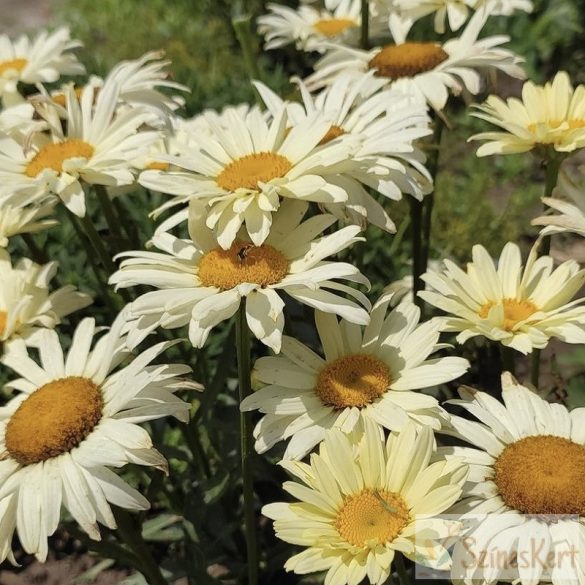 Leucanthemum x superbum 'Banana Cream' - margaréta