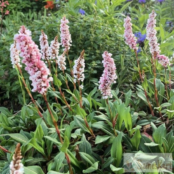 Persicaria affinis 'Superba' - örökzöld keserűfű