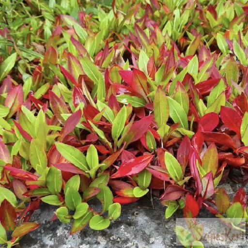 Persicaria affinis 'Superba' - örökzöld keserűfű
